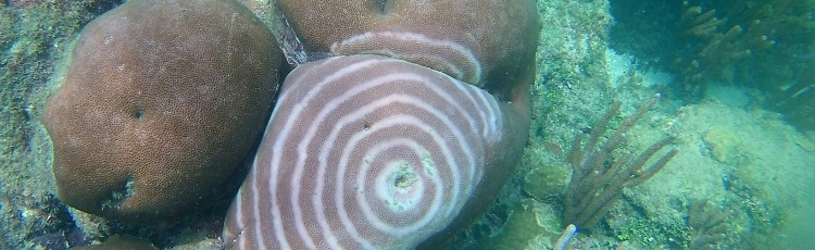 Siderastrea bullseye
